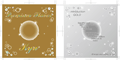 お客様・CDジャケット